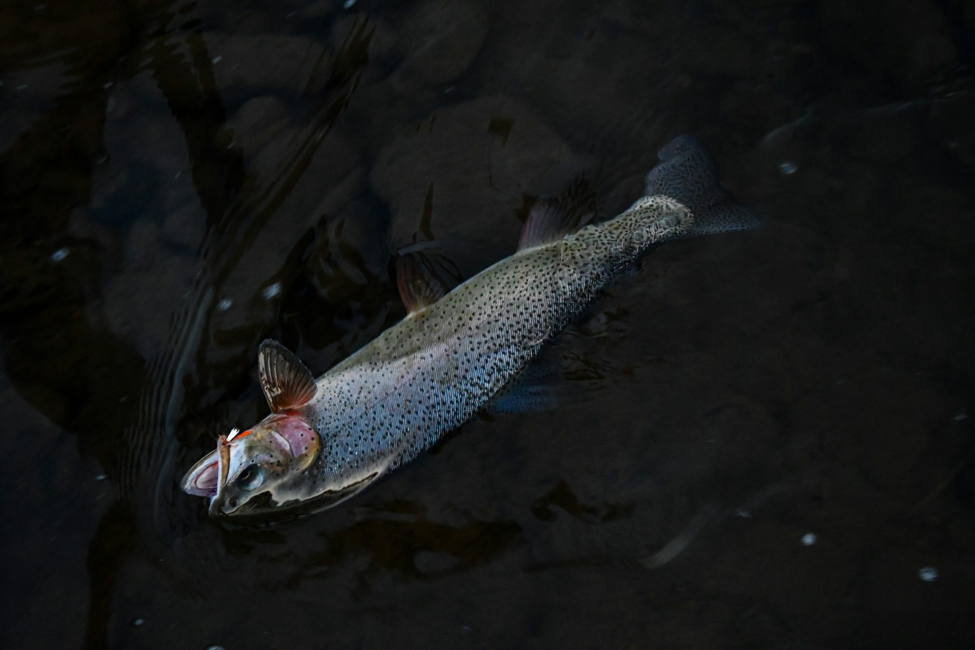 Fisch am Haken