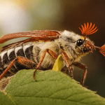 Maikäfer – Ein Klassiker unter den Naturködern